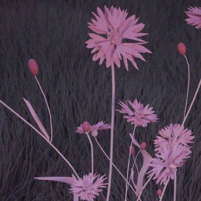 正规AG捕鱼王平台