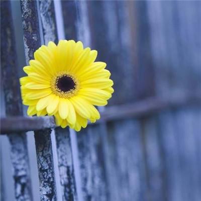 乐发lv彩票app下载安装