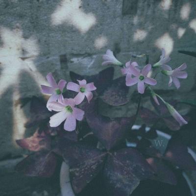 ob体育最新官网下载手机版截图